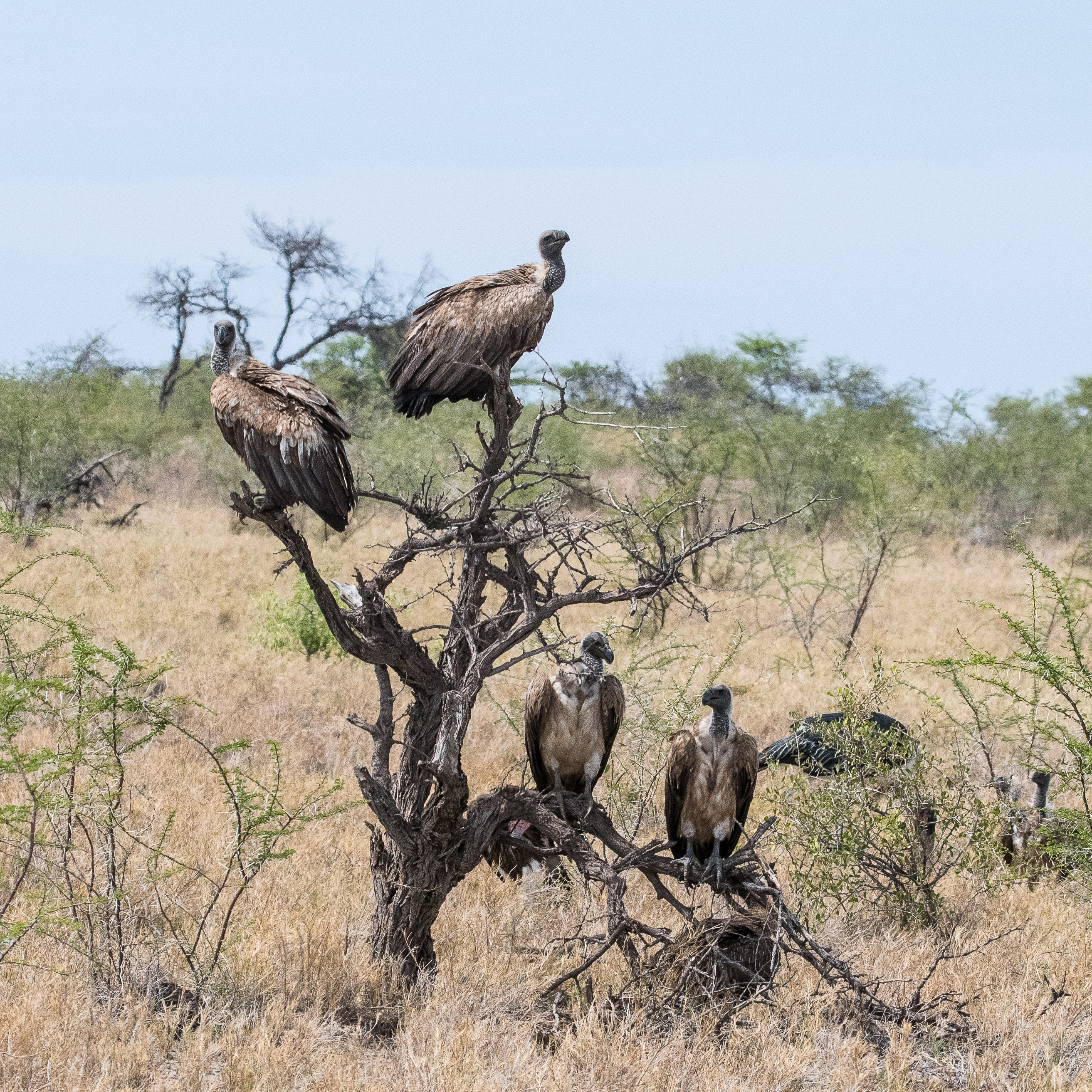 Vautours africains (White-backed vulture, Gyps africanus), adultes se préparant à se repaitre d'un animal mort, Namutoni, Etosha, Namibie. 